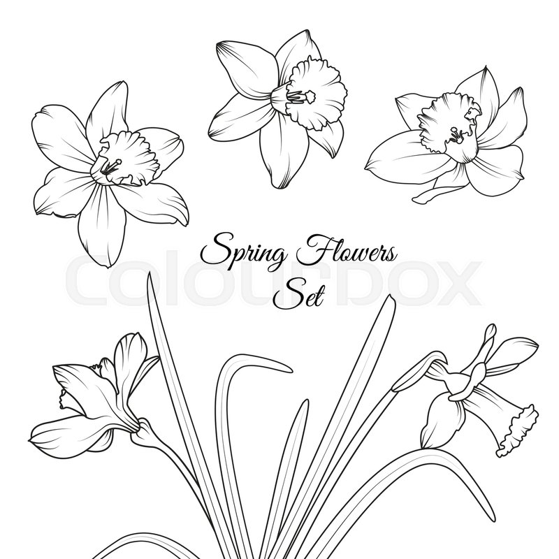 800x800 Narcissus Daffodil Spring Flowers Reusable Isolated Elements