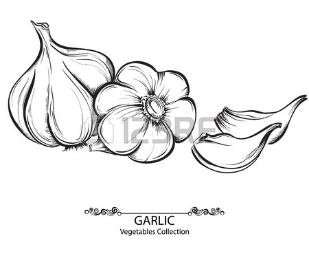 Garlic Drawing