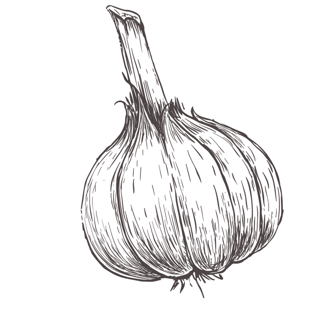 Garlic Drawing at GetDrawings | Free download