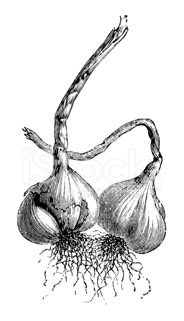 589x1024 Garlic Illustration Vintage Garden Vegetable Clipart Stock