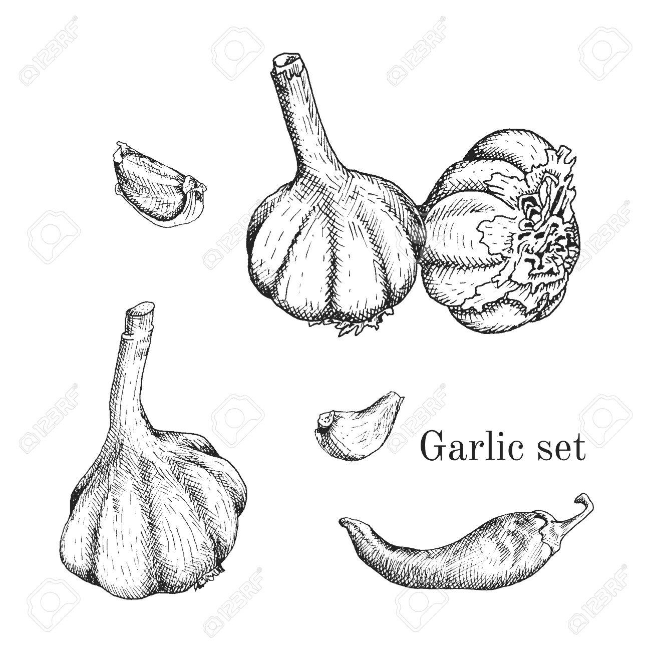 1300x1300 Garlic Ink Sketches Set. Contour Outline Style Royalty Free