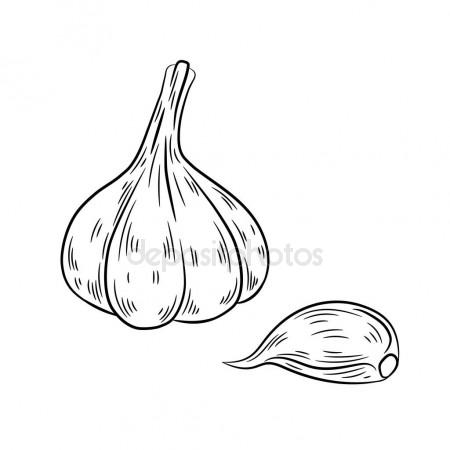 450x450 Garlic Drawing. Isolated On White Background. Stock Vector