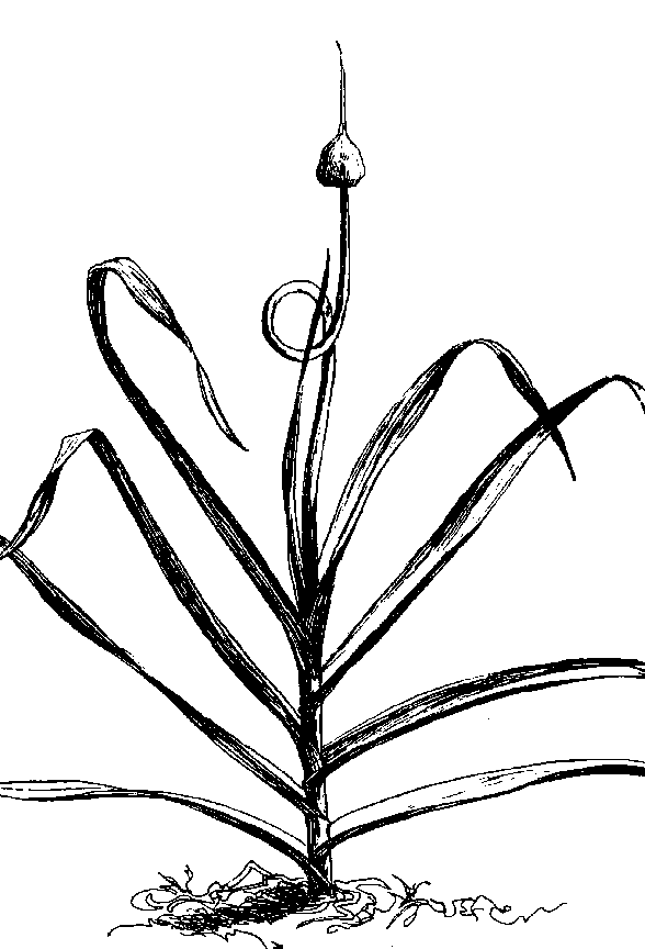 588x864 Garlic From Snakeroot Organic Farm