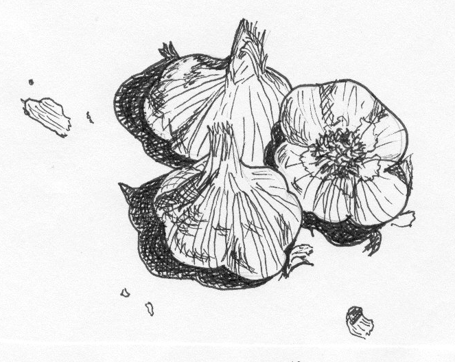 663x527 Pen And Ink Garlic Drawing Drawing Inspiration