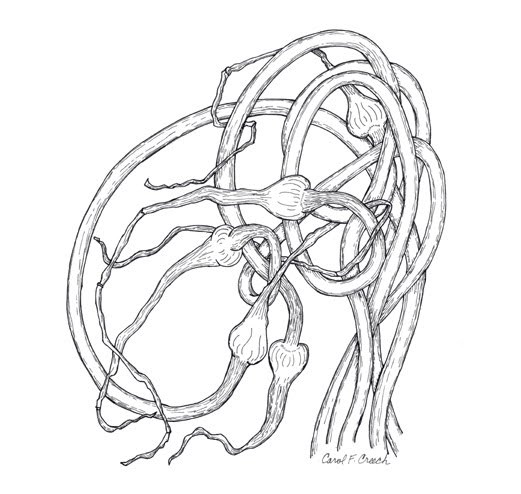 521x494 Ccreech Studio Creative Adventures Garlic Scapes