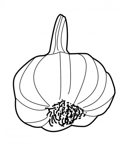 432x500 Why Garlic Is Good For You Pickles Of Wisdom
