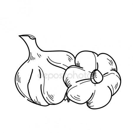 450x450 Freehand Drawing Illustration Vegetable Garlic. Stock Photo
