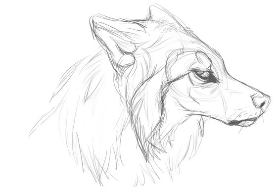 564x382 Commission Garra On Fa. Please See My Most Recent Journal