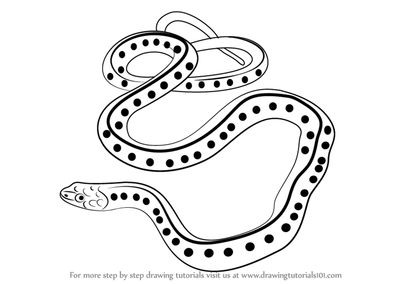800x563 Learn How To Draw A Common Garter Snake (Reptiles) Step By Step