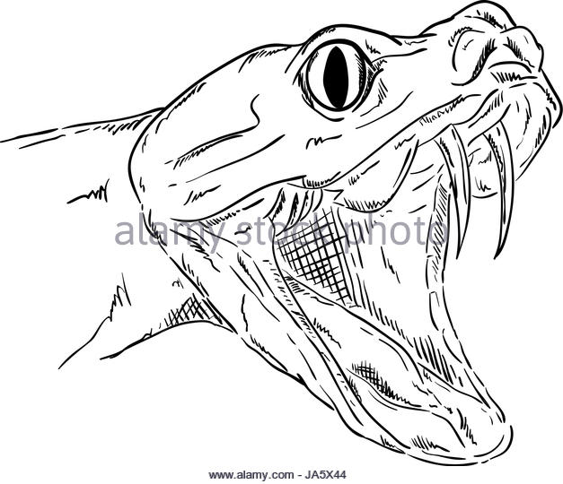 627x540 Snake Draw Stock Photos Amp Snake Draw Stock Images