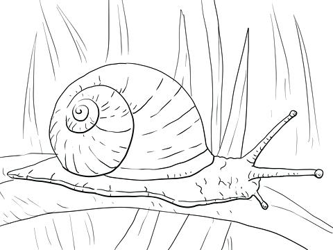 480x360 Garden Snail Coloring Page Click To See Printable Version Of Free