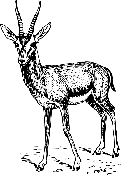 414x599 Gazelle Drawing Clip Art