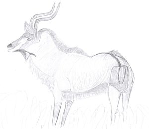300x259 Gazelle Drawings