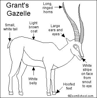 333x336 Gazelle Printout