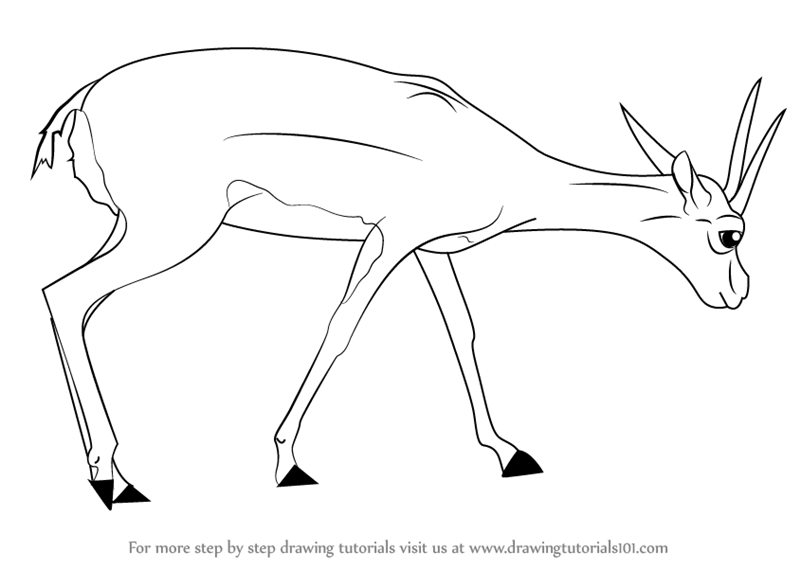 800x569 Learn How To Draw A Gazelle (Wild Animals) Step By Step Drawing
