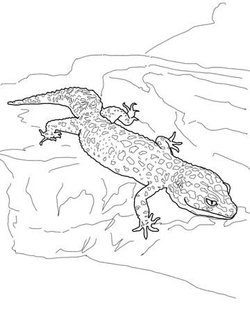 360x480 Leopard Gecko Coloring Page Free Printable Coloring Pages