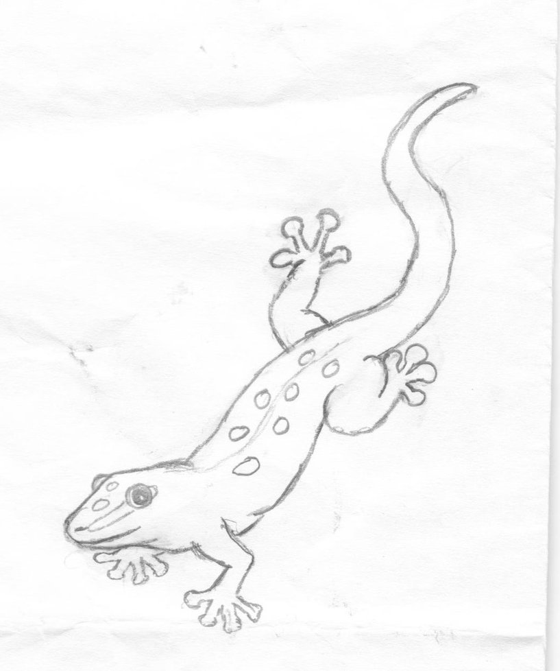 817x978 Madagascar Day Gecko By Baculum