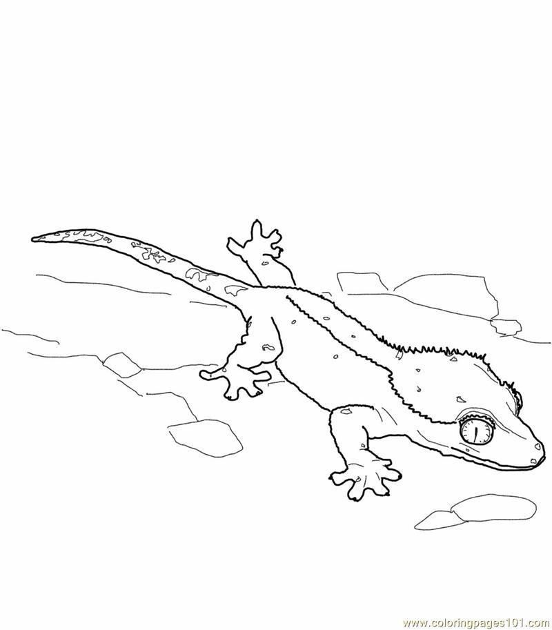 800x913 Crested Gecko Lizard Coloring Page