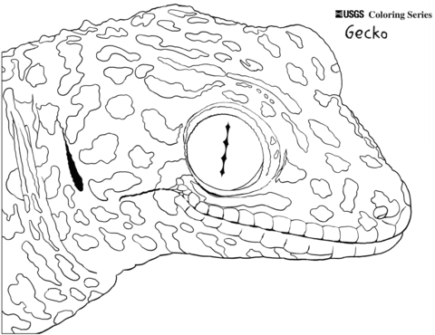 480x370 Gecko Lizard Coloring Pages Free Coloring Pages