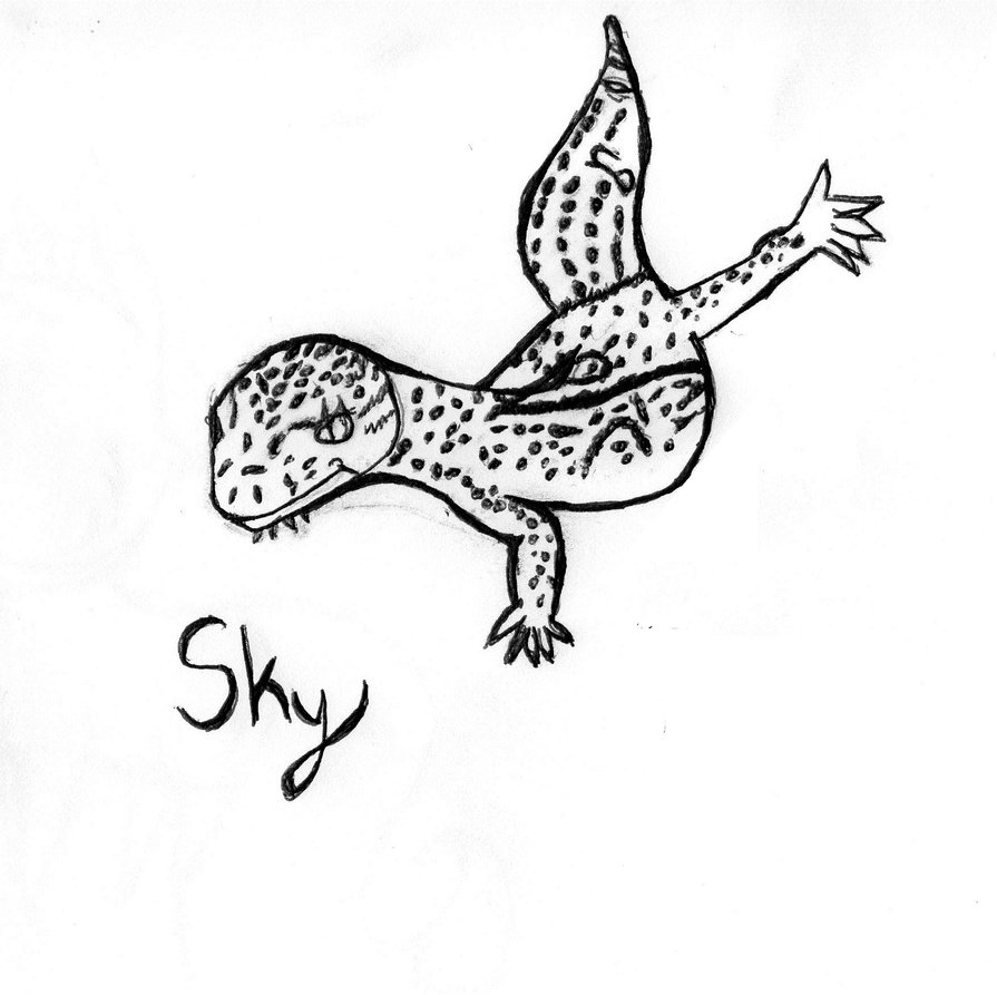895x893 My Gecko Drawing By Wolvefan29