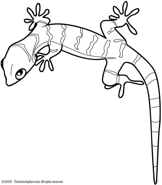 540x617 Gecko Coloring Pages