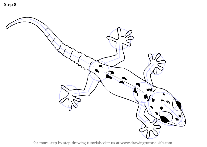 844x598 Gecko Drawing