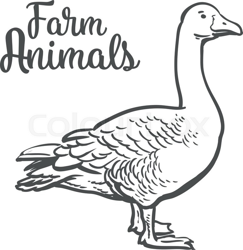 778x800 Grey Goose, Poultry, Vector Illustration Sketch, Farm Feathered