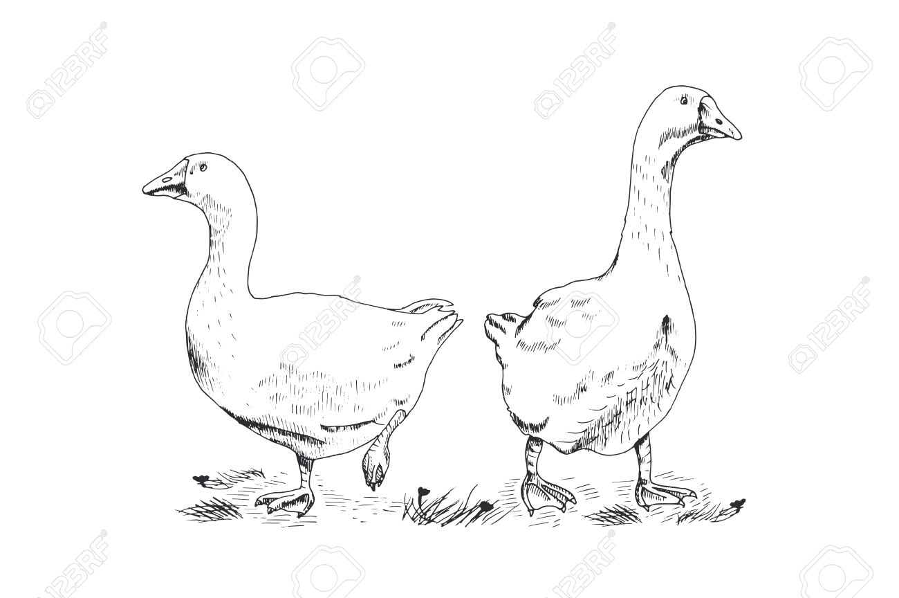 1300x864 Hand Drawing Geese On White Background Royalty Free Cliparts