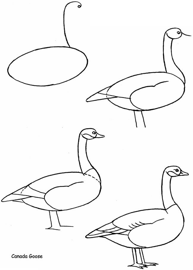 650x912 How To Draw Birds Dover Publications Samples