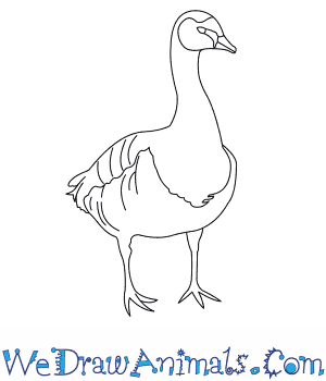 300x350 How To Draw A Barnacle Goose