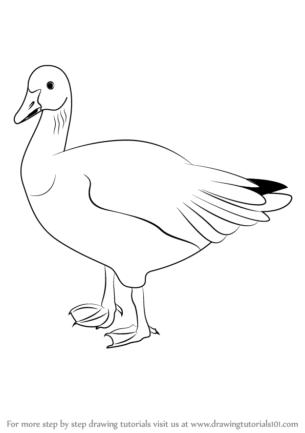 596x844 Learn How To Draw A Snow Goose (Sea Water Animals) Step By Step