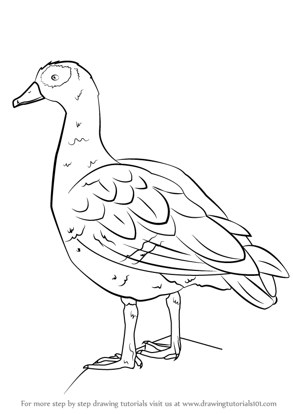 596x842 Learn How To Draw An Egyptian Goose (Birds) Step By Step Drawing