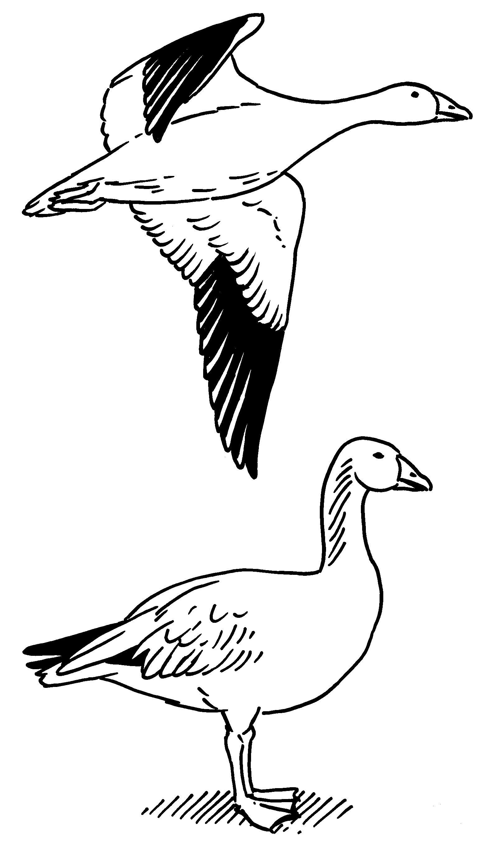 1575x2720 Snow Goose.gif Texas Parks Amp Wildlife Department