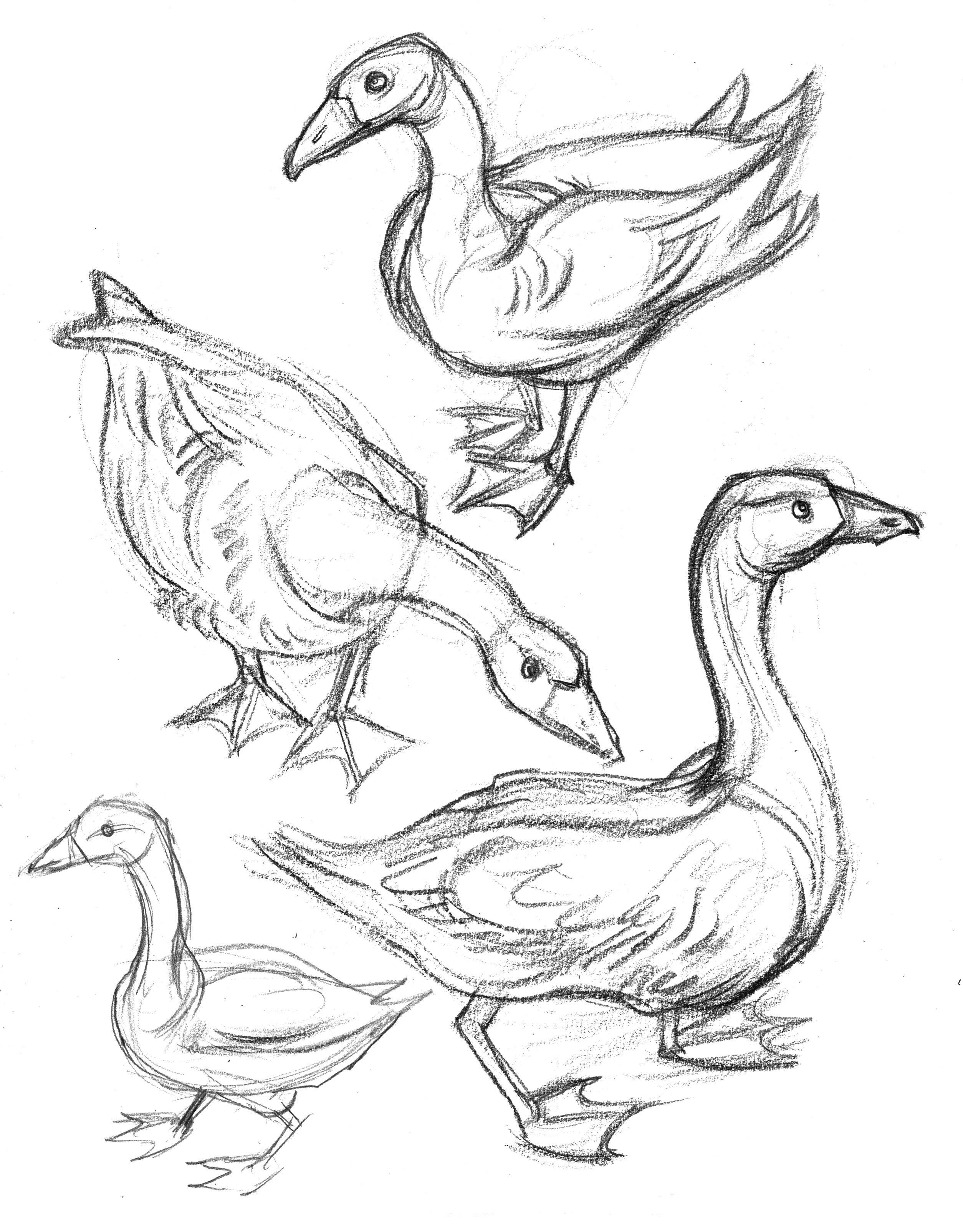 Geese Drawing at GetDrawings | Free download