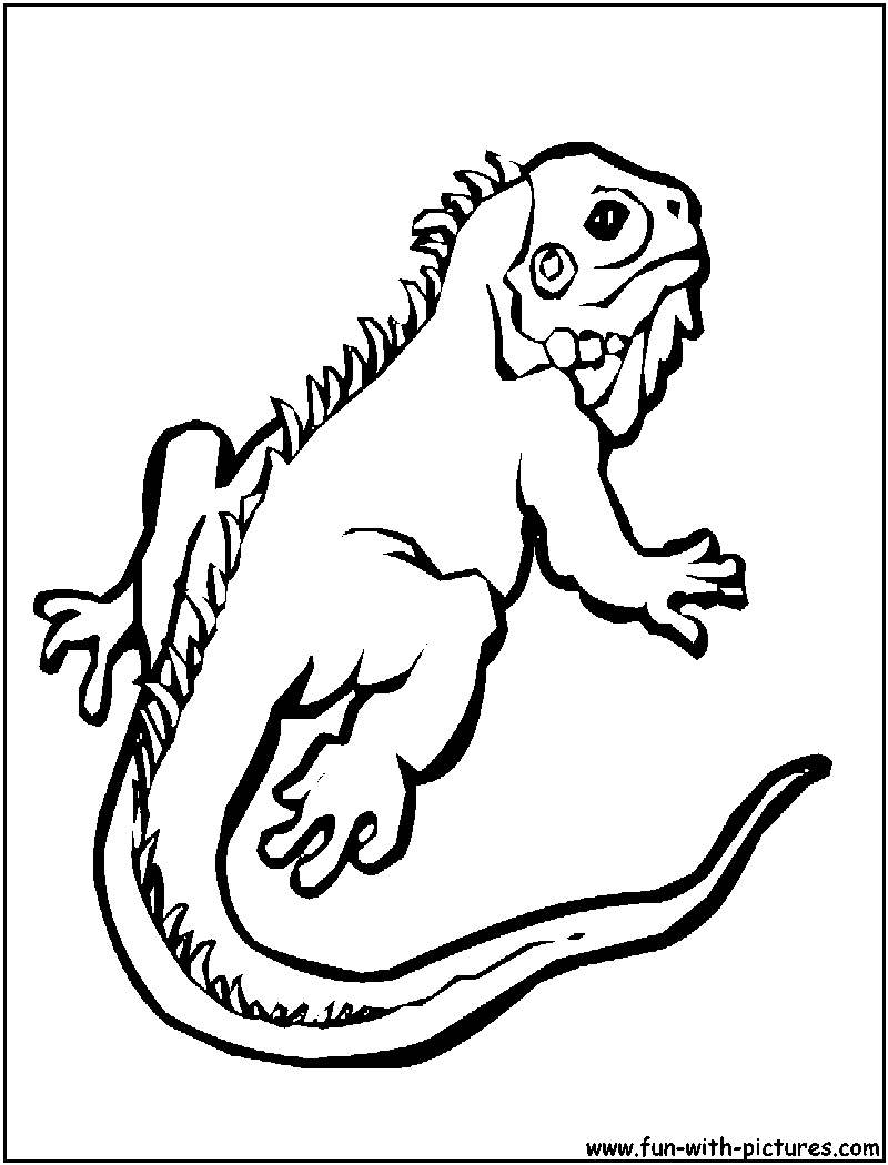 800x1050 Gecko Coloring Pages