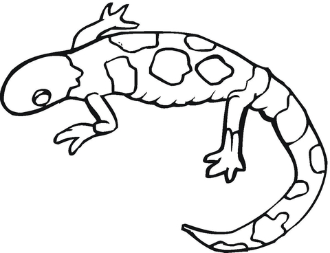 480x368 Colorful Gecko Coloring Page Free Printable Coloring Pages