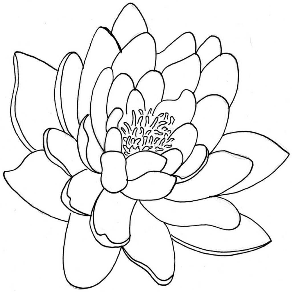 1024x1022 Lotus Flower Line Drawing Images About Outline