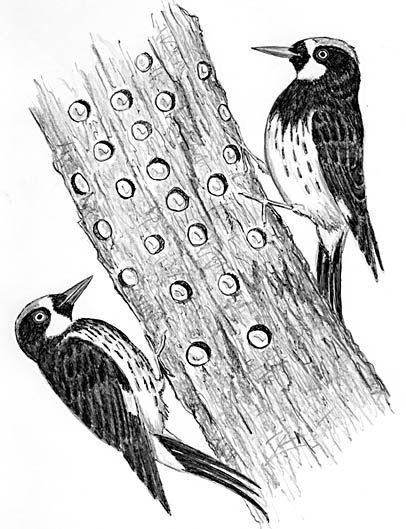 406x529 Bird Watcher's General Store