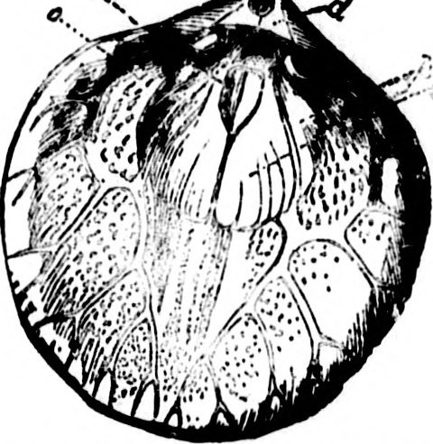 480x492 Image From Page 350 Of North American Geology