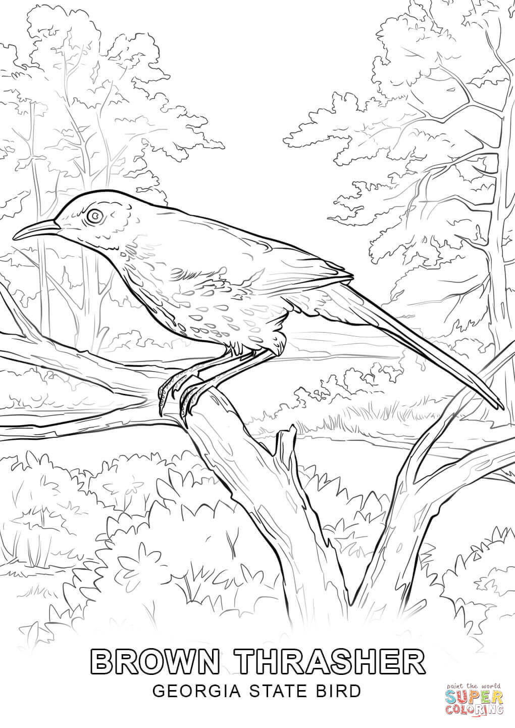 1020x1440 Click The Georgia State Bird Coloring Pages To View Printable