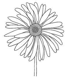 236x265 Gerber Daisy Drawing