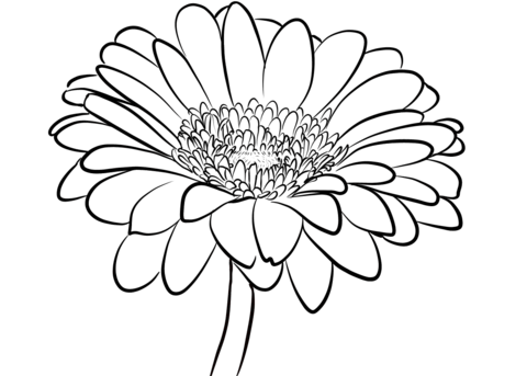 480x343 Gerbera Daisy Coloring Page Free Printable Coloring Pages
