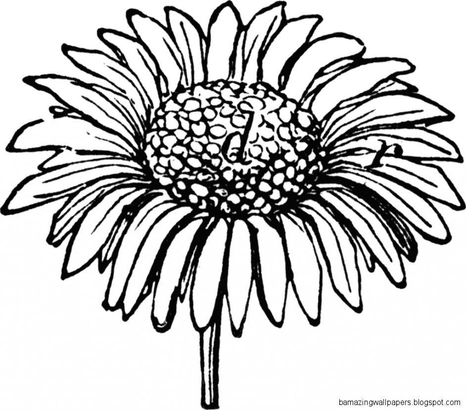 Gerber Daisy Drawing at GetDrawings | Free download