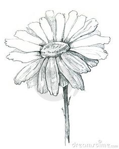 Gerber Daisy Drawing at GetDrawings | Free download