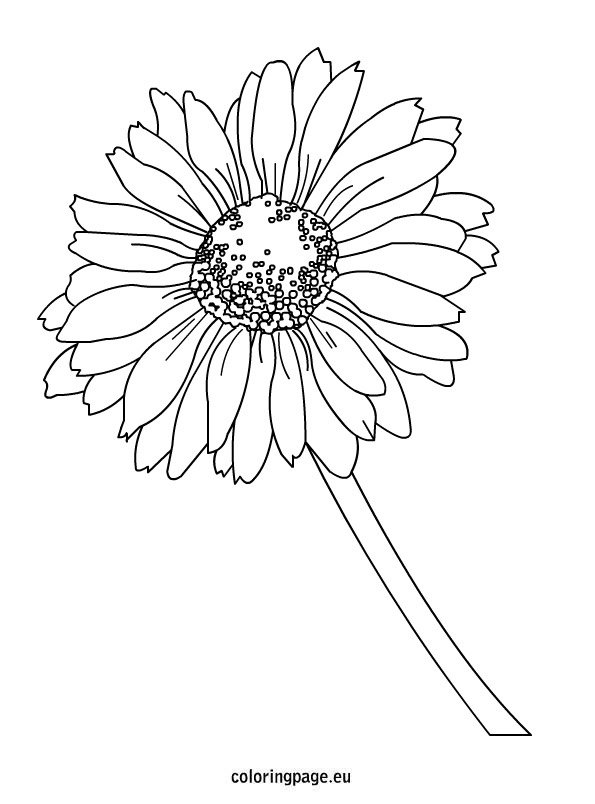 595x804 Daisy Coloring Page