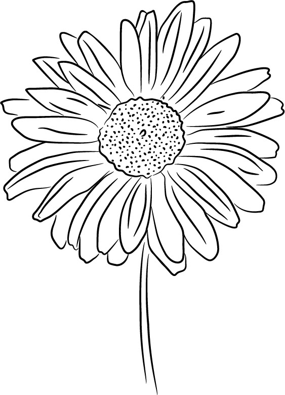 Gerbera Daisy Drawing at GetDrawings | Free download