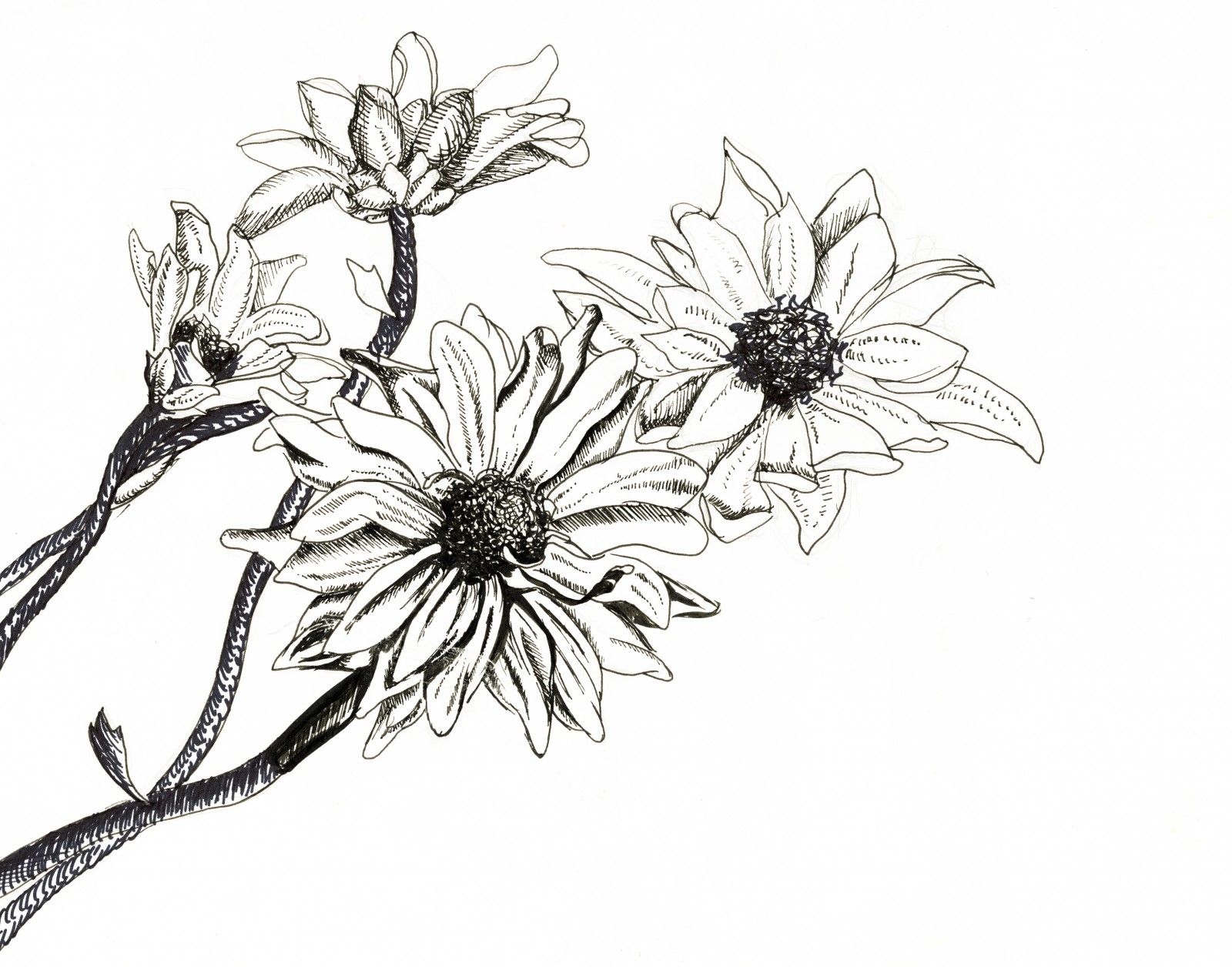 1600x1256 Drawn Daisy Pen And Ink