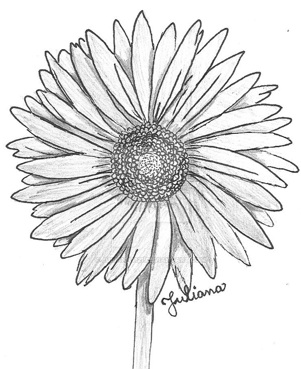 Gerbera Daisy Drawing at GetDrawings | Free download