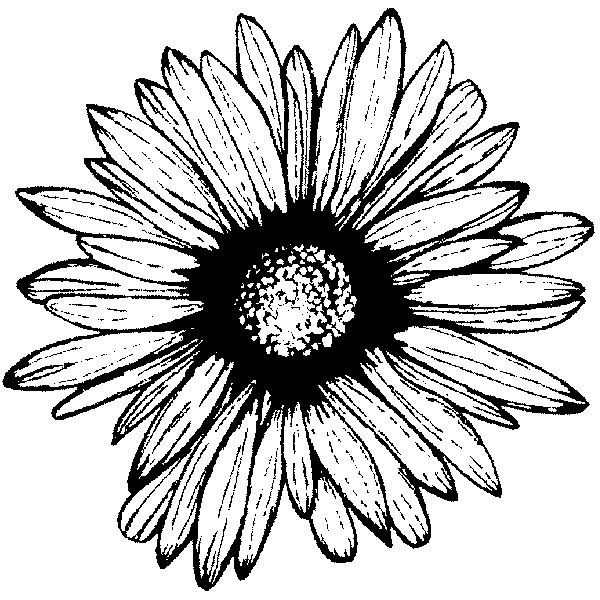 600x600 Purple Daisy Design E 1003 Purple Daisy