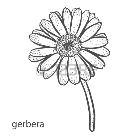 450x450 Set Of Flowers Alstroemeria, Begonia, Carnation, Gerbera